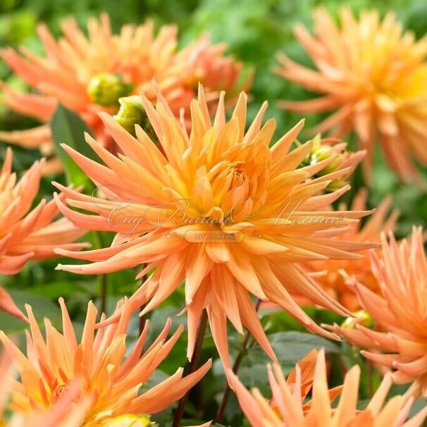 Георгин Голд Кроун (Dahlia Gold Crown) — фото 3