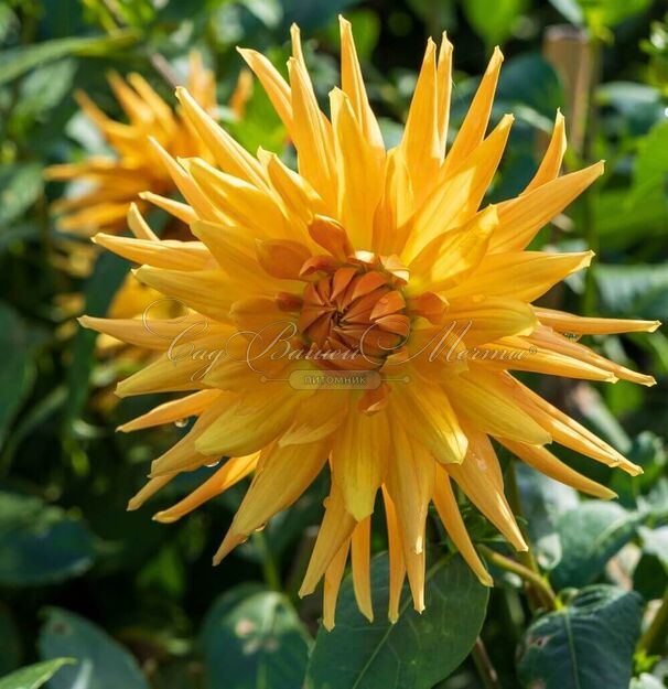 Георгин Голд Кроун (Dahlia Gold Crown) — фото 4