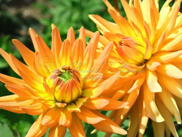 Георгин Голд Кроун (Dahlia Gold Crown) — фото 5