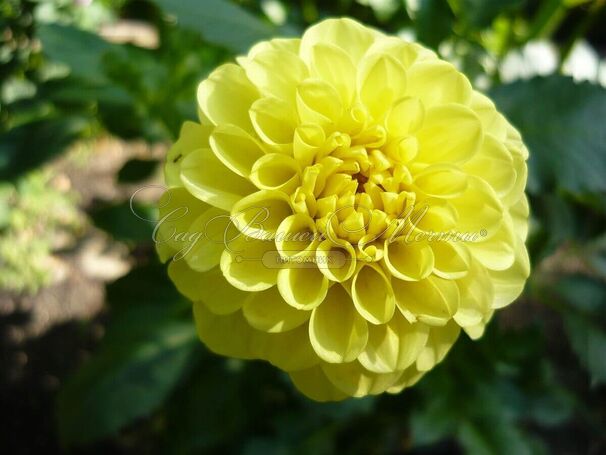 Георгин Голден Торч (Dahlia Golden Torch) — фото 2