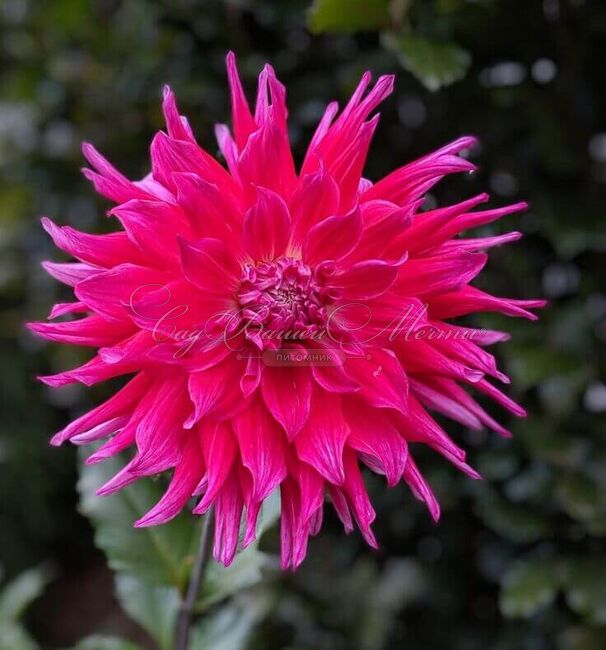 Георгин Гранд Финал (Dahlia Grand Finale) — фото 2