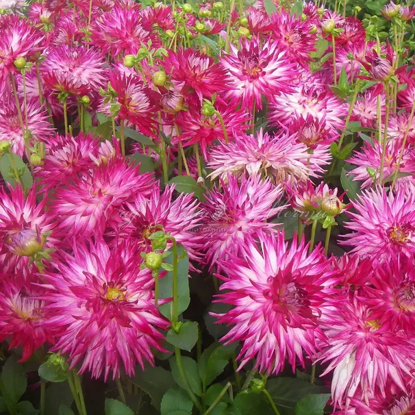 Георгин Гранд Финал (Dahlia Grand Finale) — фото 3