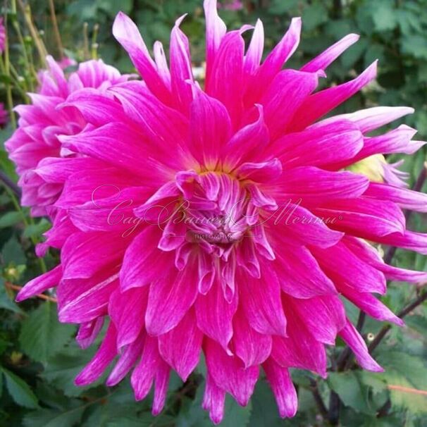 Георгин Гранд Финал (Dahlia Grand Finale) — фото 4