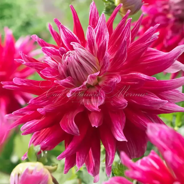 Георгин Гранд Финал (Dahlia Grand Finale) — фото 5