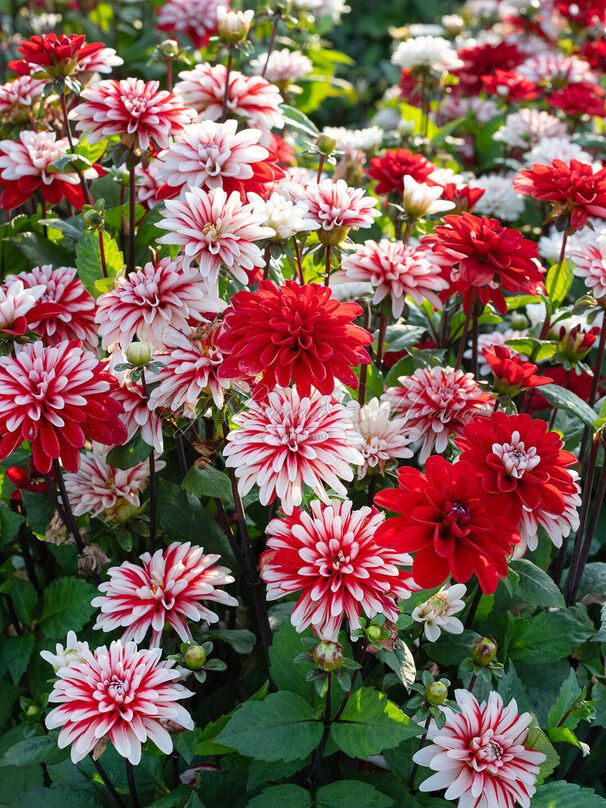 Георгин Дабл Жё (Dahlia Double Jeu) — фото 2