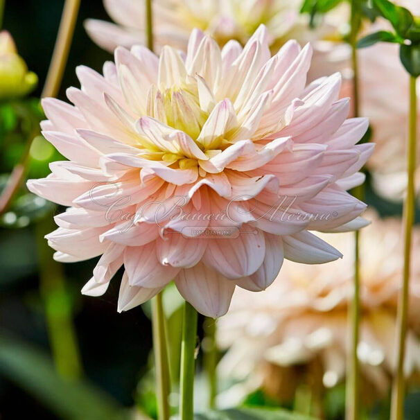 Георгин Дайанас Мемори (Dahlia Diana's Memory) — фото 2
