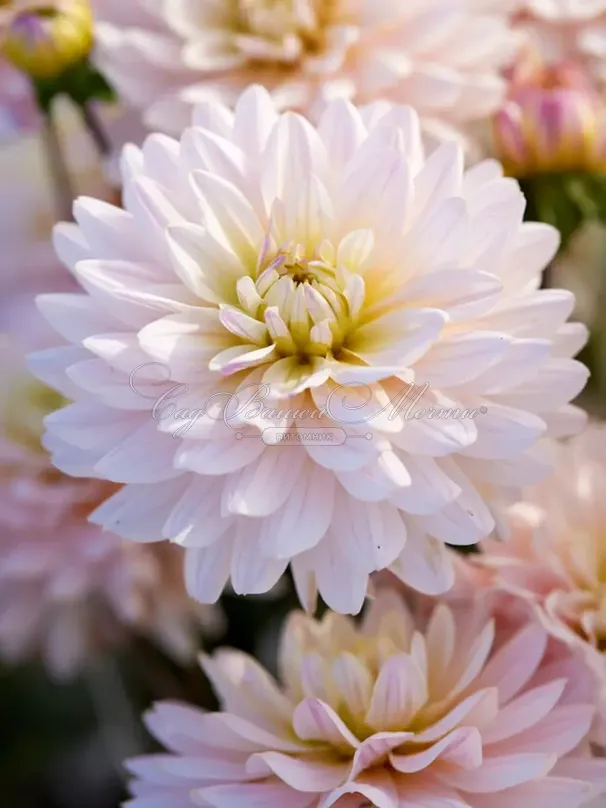 Георгин Дайанас Мемори (Dahlia Diana's Memory) — фото 5
