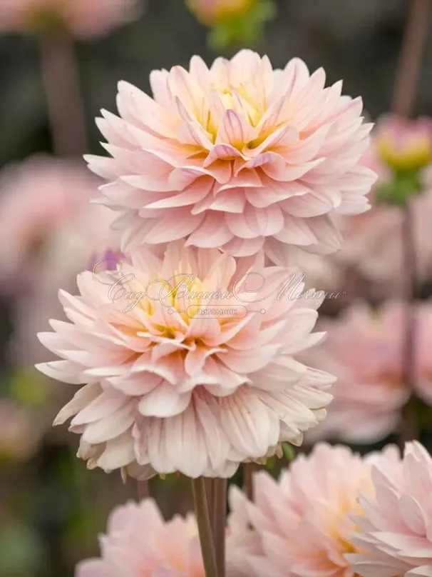 Георгин Дайанас Мемори (Dahlia Diana's Memory) — фото 6