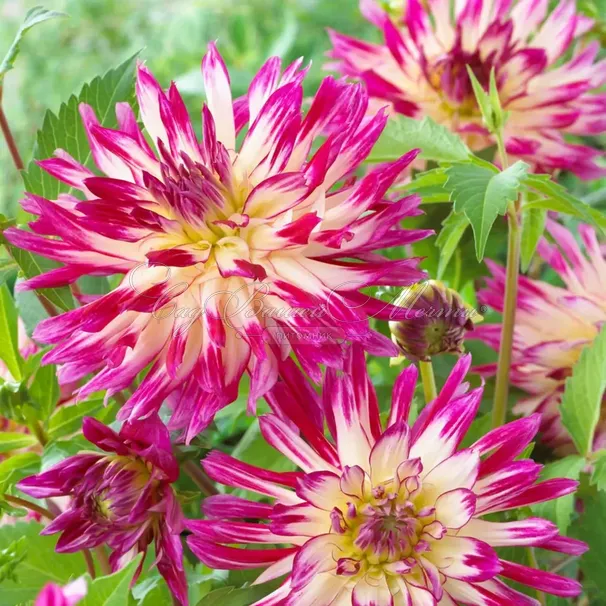 Георгин Даниэлс Фэйворит (Dahlia Daniel's Favourite) — фото 2