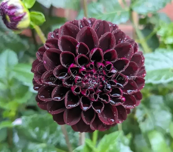 Георгин Дарк Спирит (Dahlia Dark Spirit) — фото 2