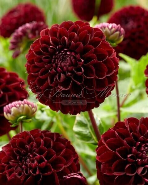 Георгин Дарк Спирит (Dahlia Dark Spirit) — фото 5