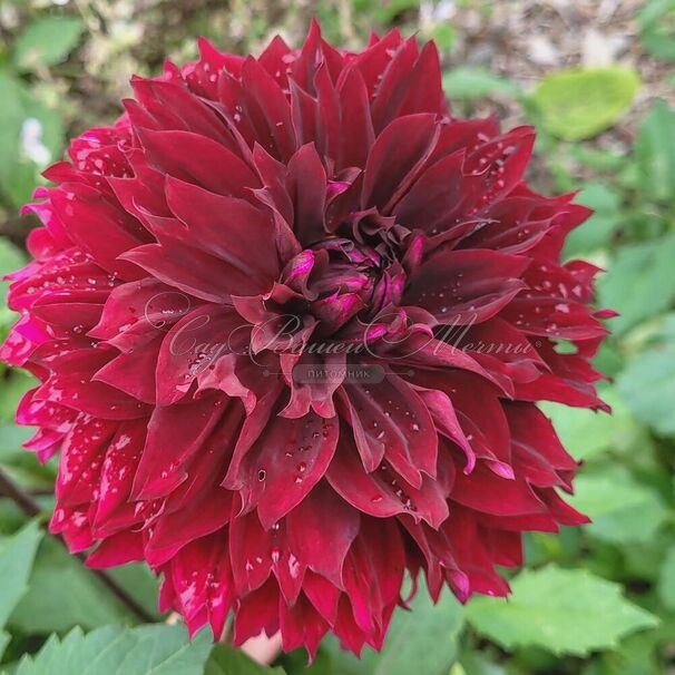 Георгин Дарк Фубуки (Dahlia Dark Fubuki) — фото 2