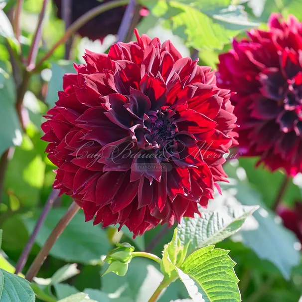 Георгин Дарк Фубуки (Dahlia Dark Fubuki) — фото 3