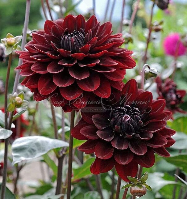 Георгин Дарк Фубуки (Dahlia Dark Fubuki) — фото 4