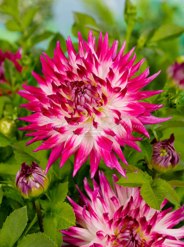Георгин Датч Эксплоужен (Dahlia Dutch Explosion) — фото 2