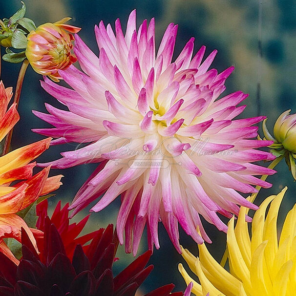 Георгин Датч Эксплоужен (Dahlia Dutch Explosion) — фото 3
