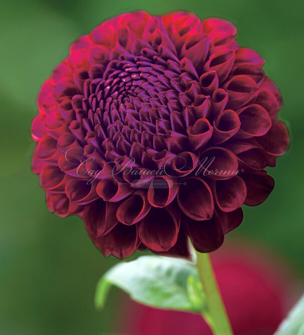 Георгин Даунхэм Роял (Dahlia Downham Royal) — фото 2