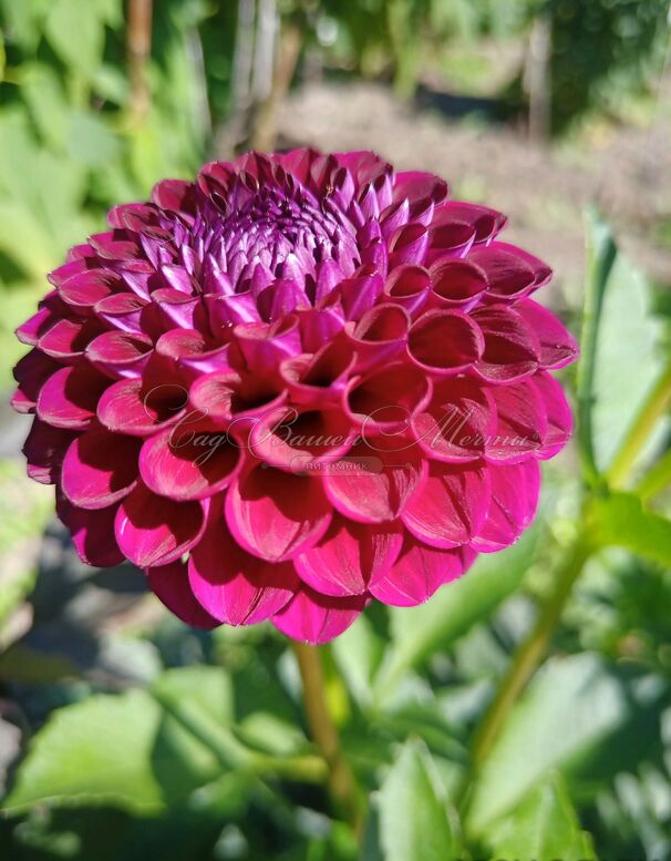 Георгин Даунхэм Роял (Dahlia Downham Royal) — фото 3