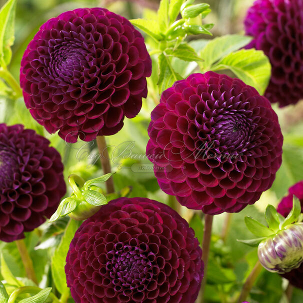 Георгин Даунхэм Роял (Dahlia Downham Royal) — фото 4