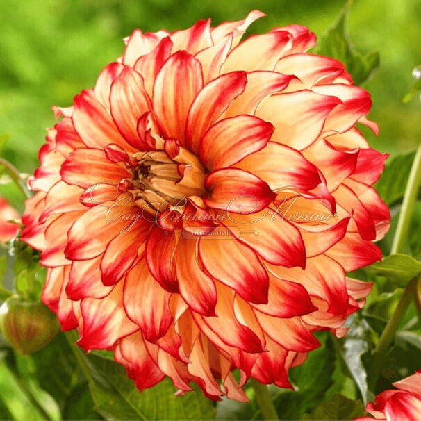Георгин Делайтинг Глоу (Dahlia Delighting Glow) — фото 2