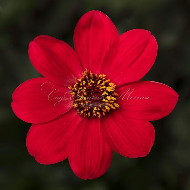 Георгин Делегрия Биколор (Dahlia Dahlegria Bicolore) — фото 2