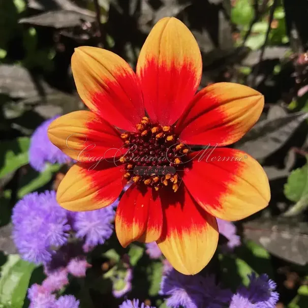 Георгин Делегрия Биколор (Dahlia Dahlegria Bicolore) — фото 3