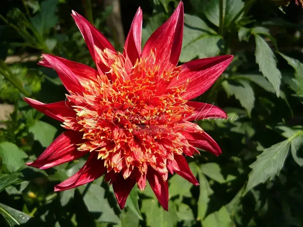 Георгин Джайв (Dahlia Jive) — фото 2