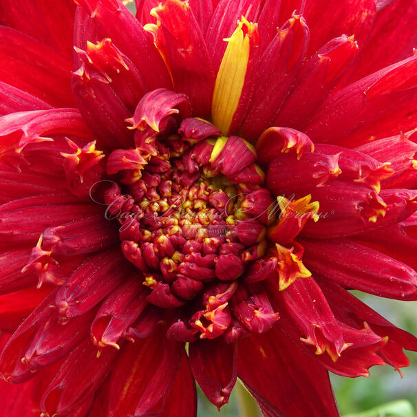 Георгин Джайв (Dahlia Jive) — фото 3