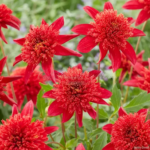 Георгин Джайв (Dahlia Jive) — фото 4
