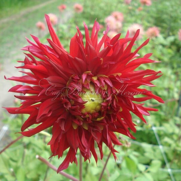 Георгин Джексон (Dahlia Jaxon) — фото 2