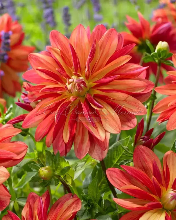Георгин Джескот Джули (Dahlia Jescot Julie) — фото 2