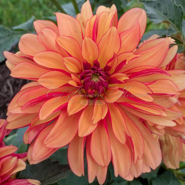 Георгин Джескот Джули (Dahlia Jescot Julie) — фото 3