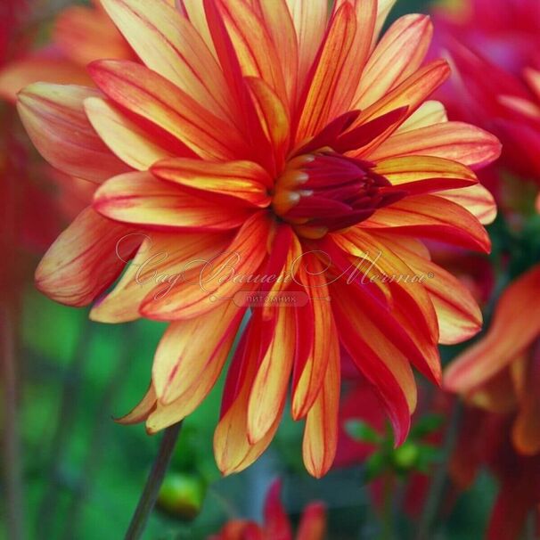 Георгин Джескот Джули (Dahlia Jescot Julie) — фото 4