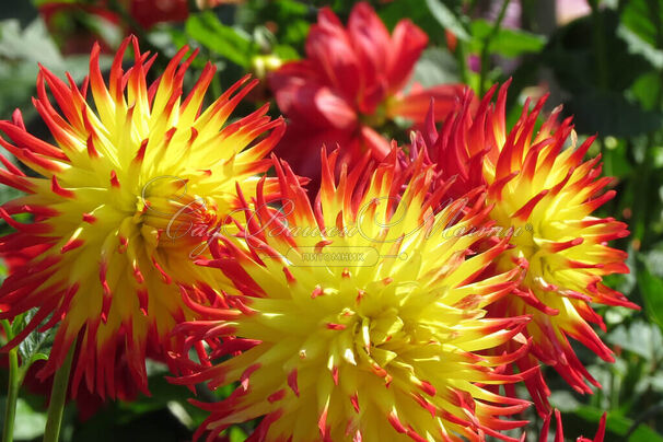 Георгин Джессика (Dahlia Jessica) — фото 2