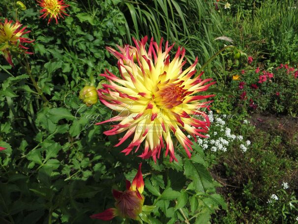 Георгин Джессика (Dahlia Jessica) — фото 3