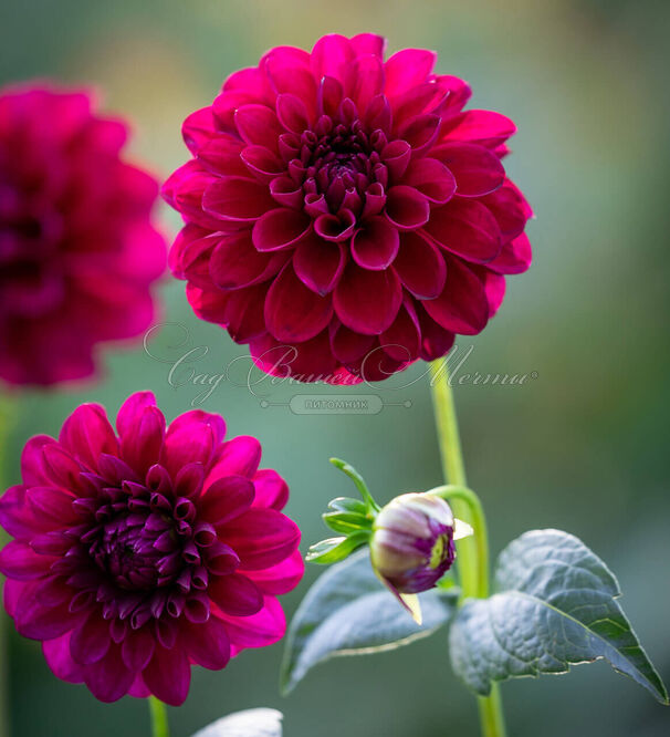 Георгин Джипси Найт (Dahlia Gipsy Night) — фото 3