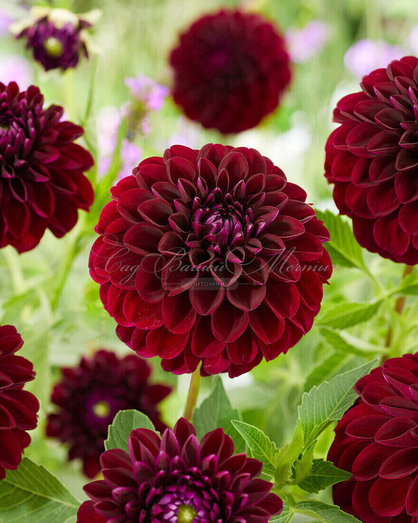 Георгин Джипси Найт (Dahlia Gipsy Night) — фото 4