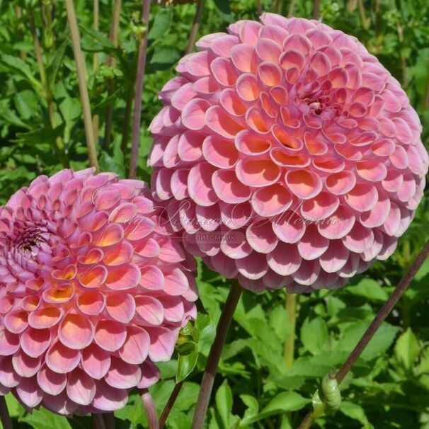 Георгин Джовей Винни (Dahlia Jowey Winnie) — фото 2