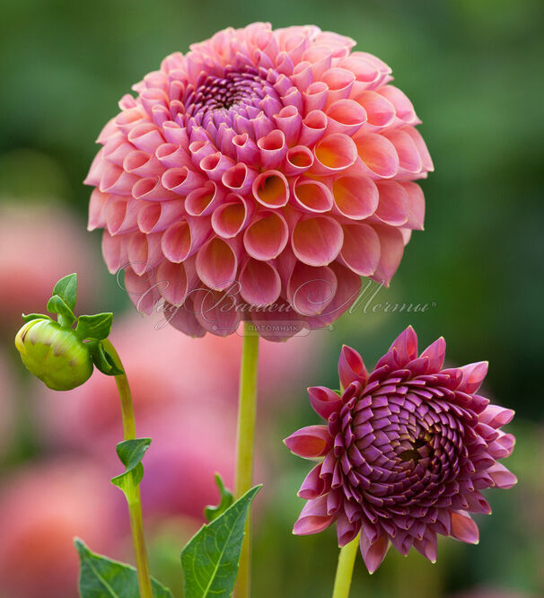 Георгин Джовей Винни (Dahlia Jowey Winnie) — фото 3