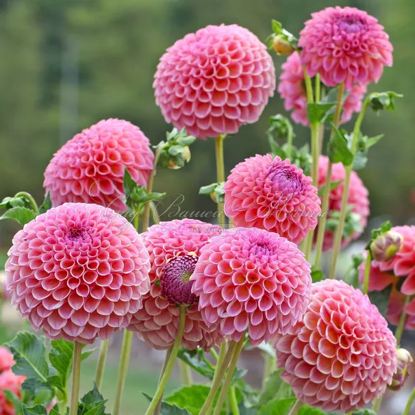 Георгин Джовей Винни (Dahlia Jowey Winnie) — фото 4