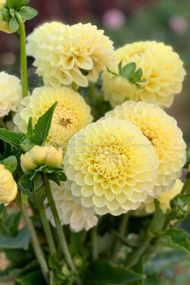 Георгин Джовей Мартина (Dahlia Jowey Martina) — фото 3