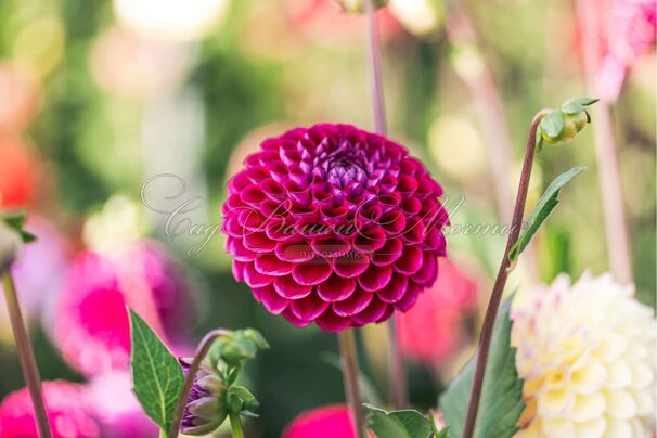 Георгин Джовей Аренда (Dahlia Jowey Arenda) — фото 3