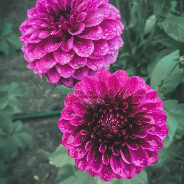 Георгин Джовей Вероника (Dahlia Jowey Veronique) — фото 2
