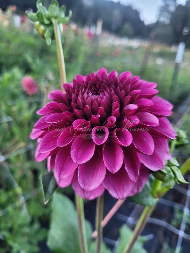 Георгин Джовей Вероника (Dahlia Jowey Veronique) — фото 3