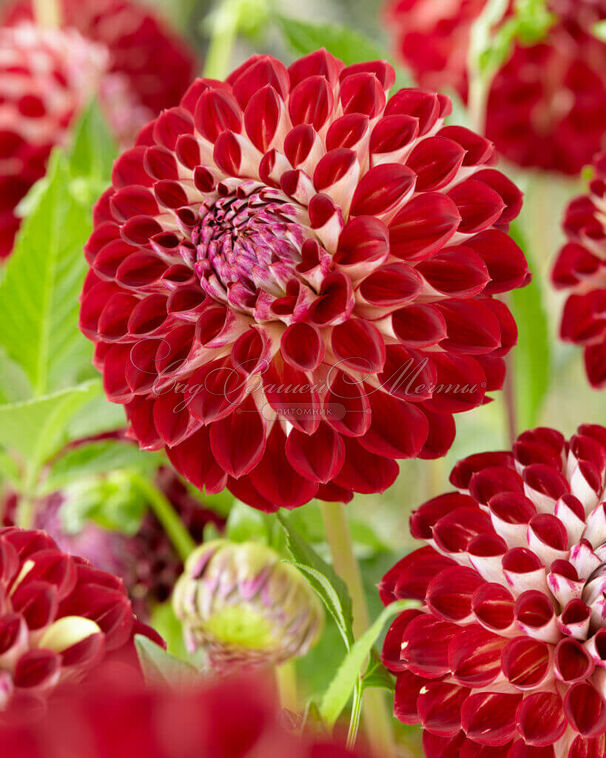 Георгин Джовей Джошуа (Dahlia Jowey Joshua) — фото 2