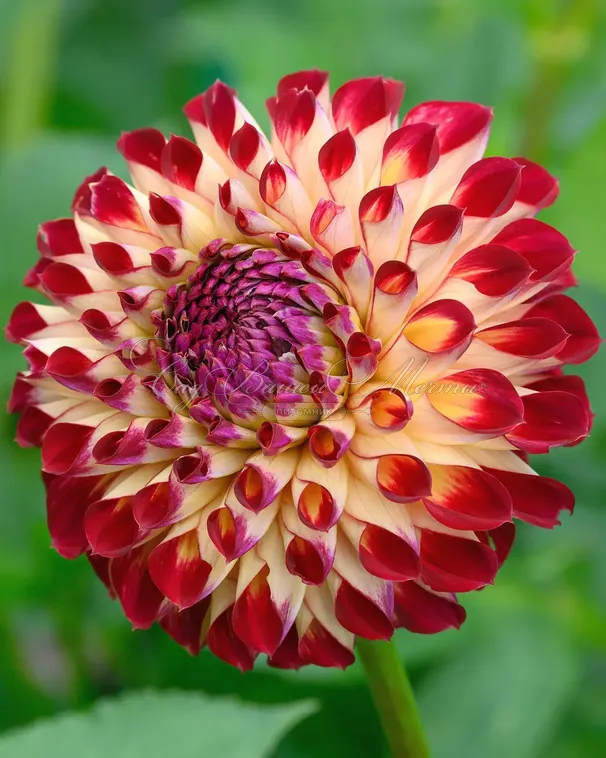 Георгин Джовей Джошуа (Dahlia Jowey Joshua) — фото 3