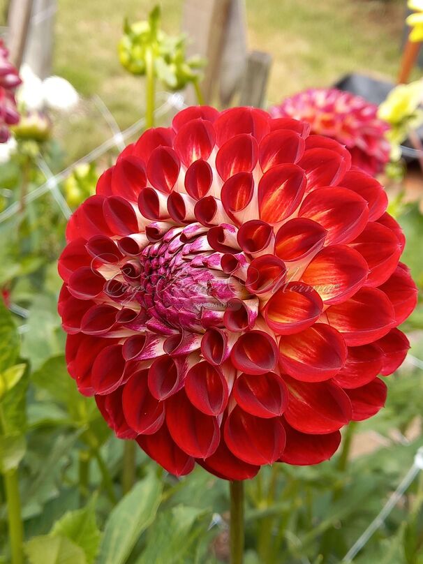 Георгин Джовей Джошуа (Dahlia Jowey Joshua) — фото 4