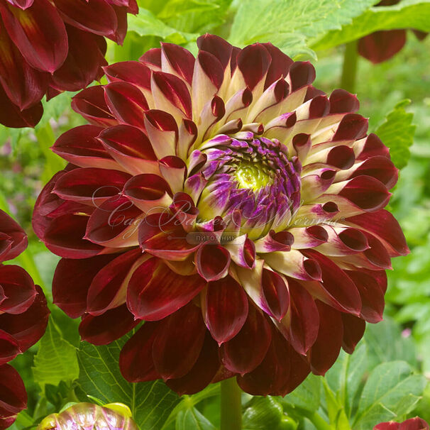 Георгин Джовей Джошуа (Dahlia Jowey Joshua) — фото 5
