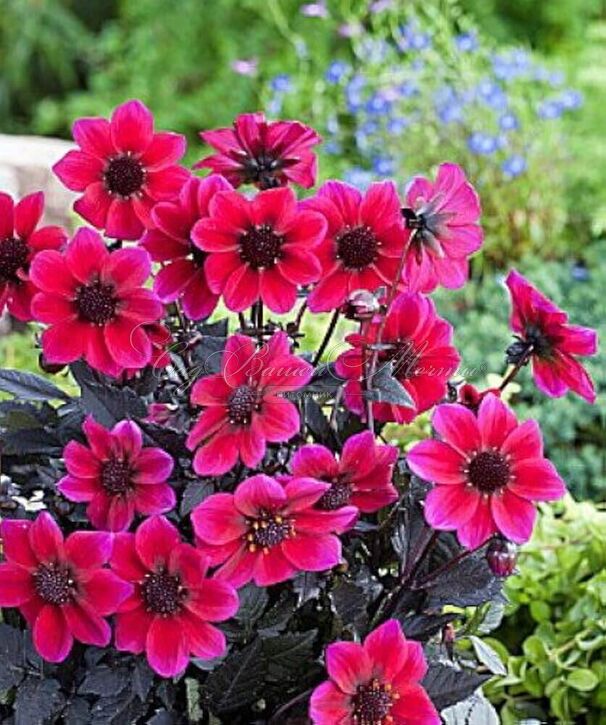 Георгин Дракула (Dahlia Dracula) — фото 2