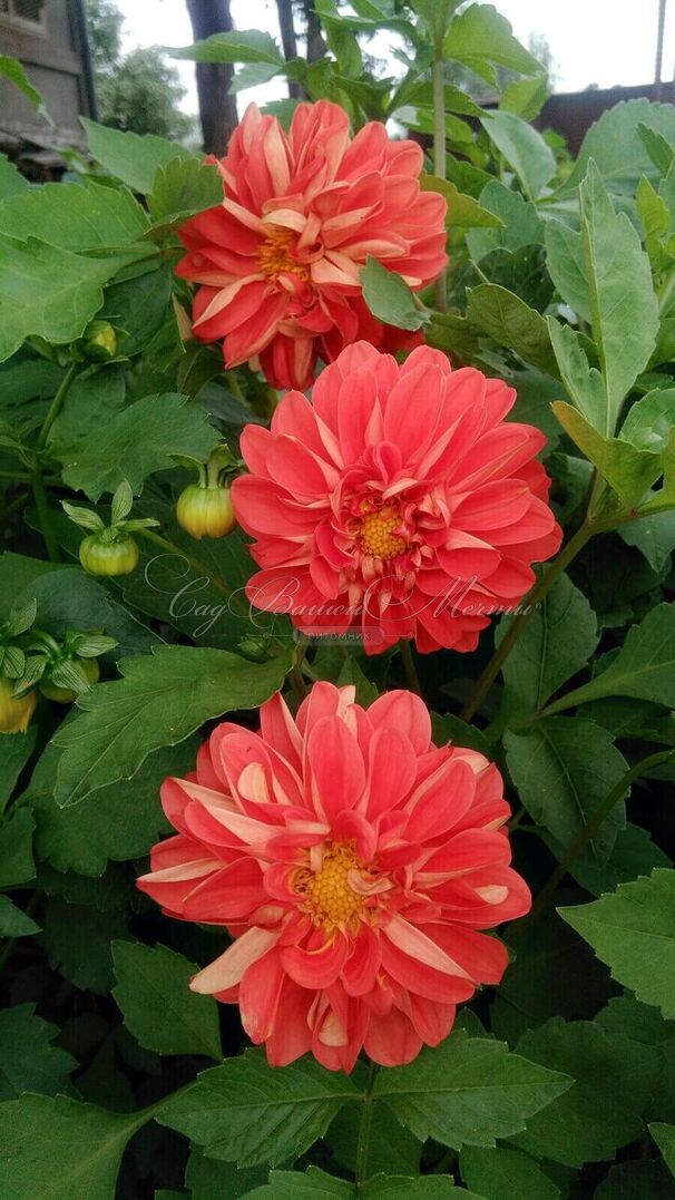 Георгин Екатерина (Dahlia Ekaterina) — фото 2